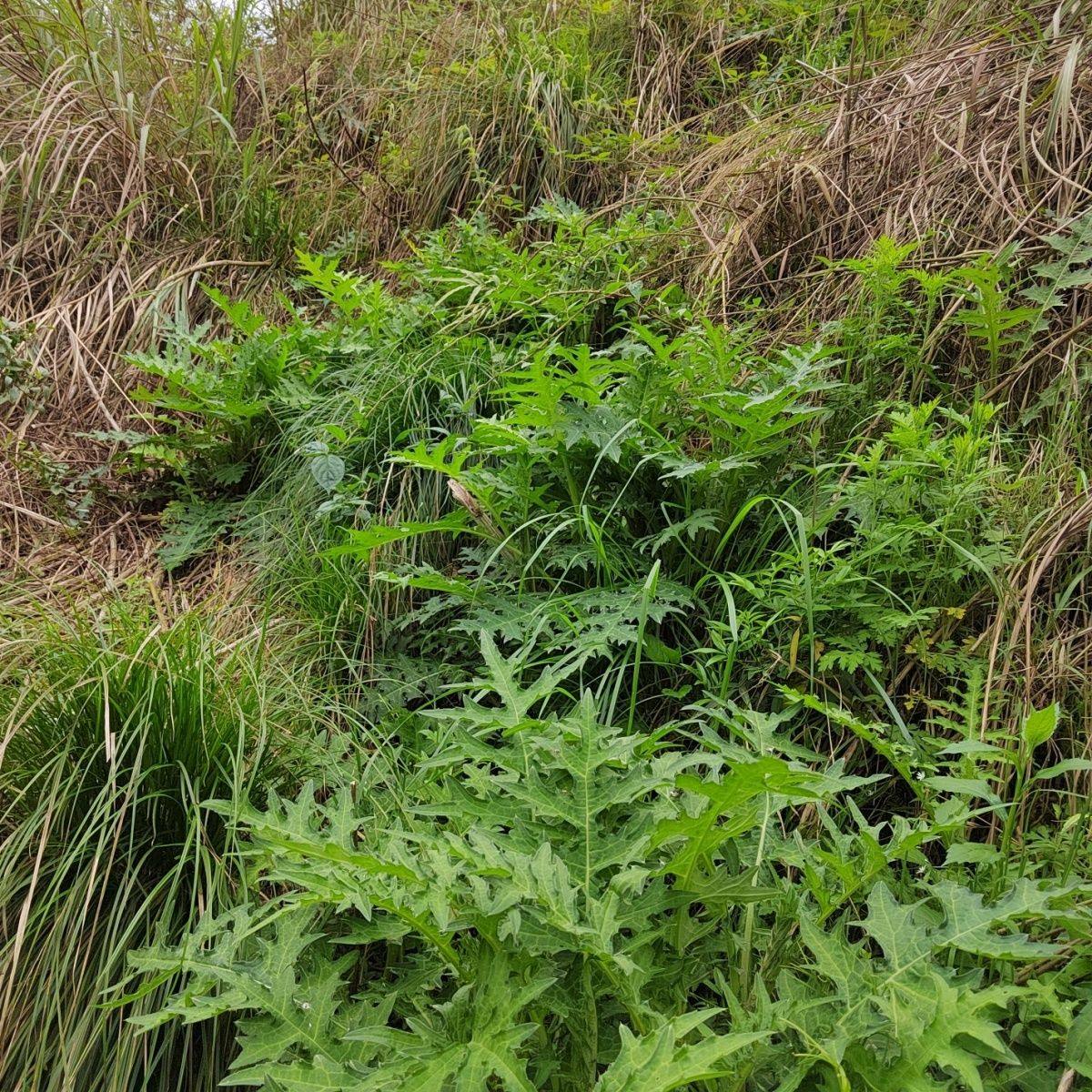 野生大蓟根新鲜马刺根刺萝卜刺蓟马蓟虎炖汤现挖其他药食同源食品