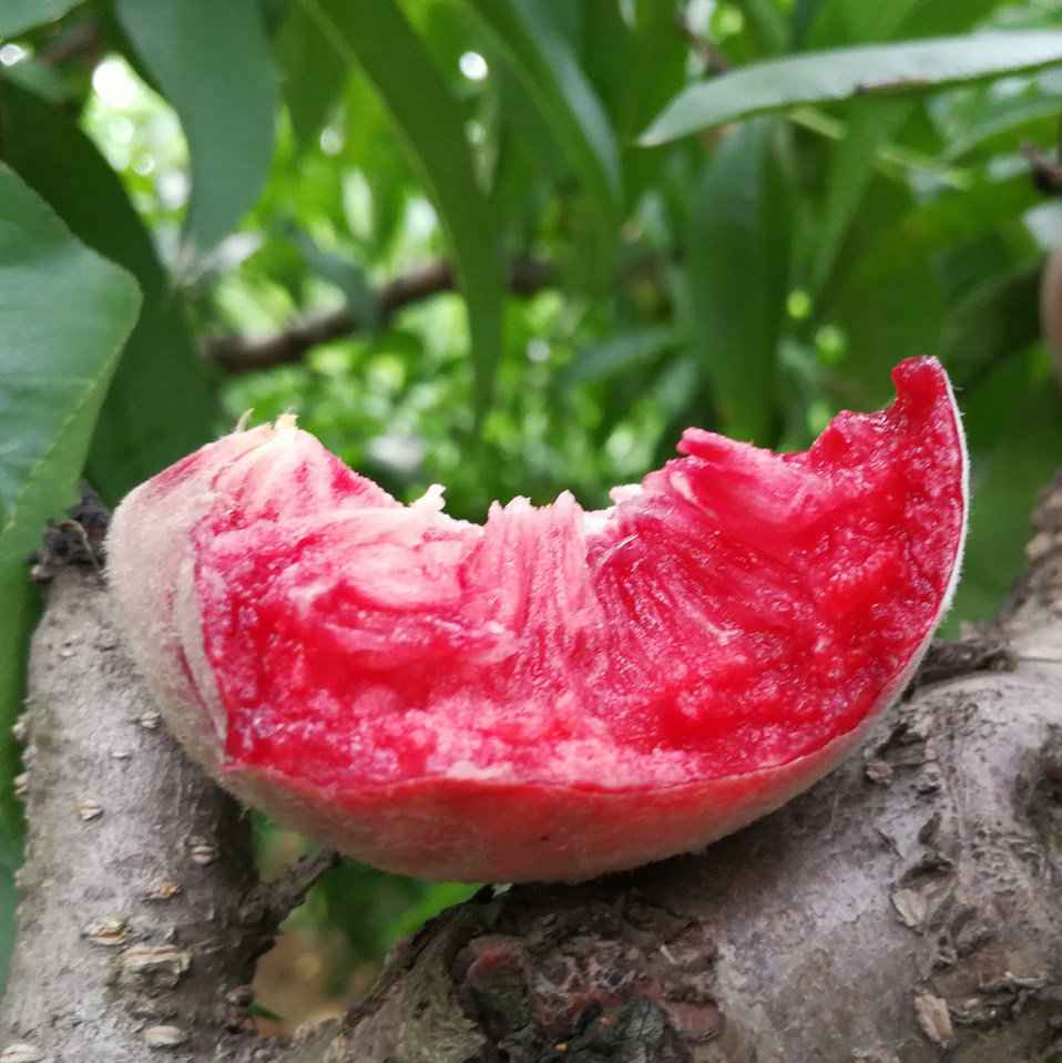正宗桃子孕妇整箱水果紫肉时令当季现发新鲜血桃