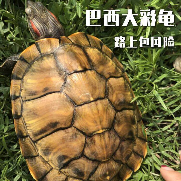 乌龟活体大巴西彩下蛋种龟情侣观赏宠物龟水龟