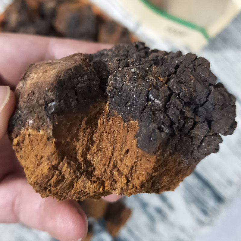 野生桦树茸500g 白桦茸1斤桦褐孔菌泪长白山俄罗斯原装进口包邮
