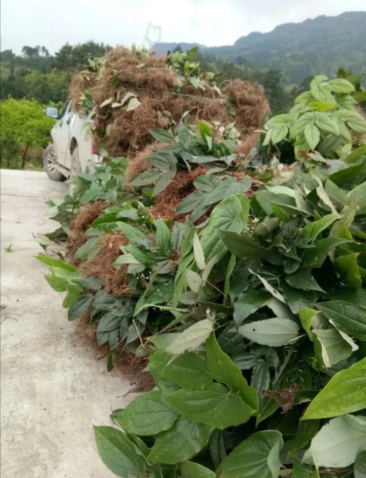 淫羊500g野生仙灵中药材霪淫洋羊藿霍叶粉泡酒非干花