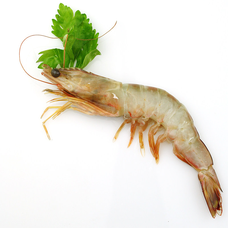 国产新鲜青岛野生海大虾海虾对虾海鲜水产鲜活冻虾