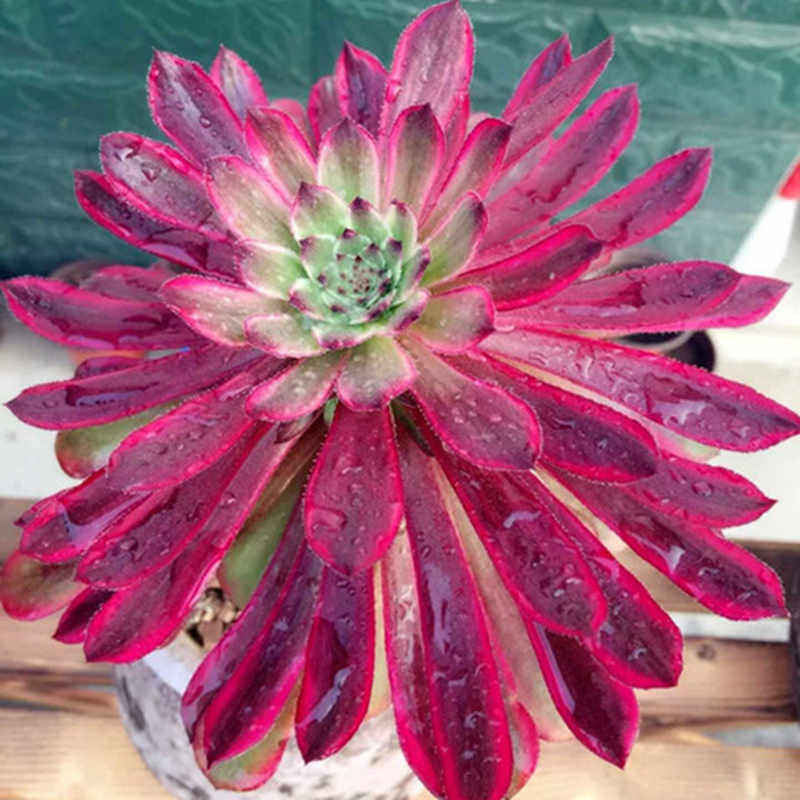 法师生圆肉肉绿植精品玫瑰叶玫瑰多头老桩群新三仙多肉植物