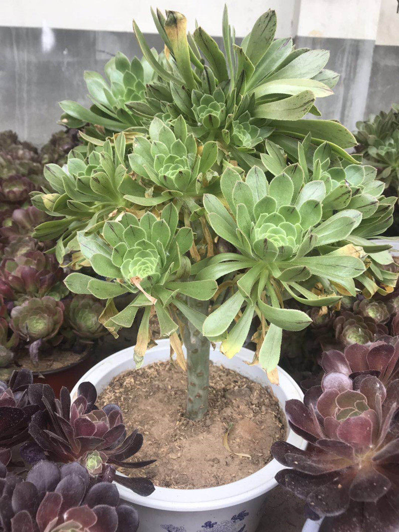 法师多肉植物粗干老桩多头一物一拍包邮裸根包多肉植物