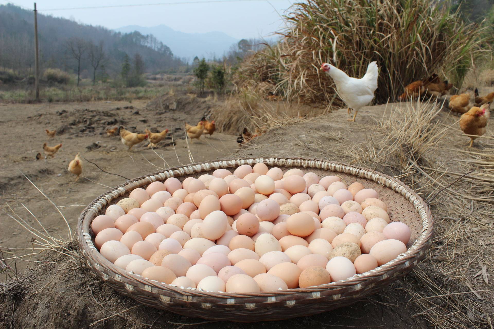 鸡蛋农家散养土鸡山上天然放养当天新鲜现捡鸡蛋