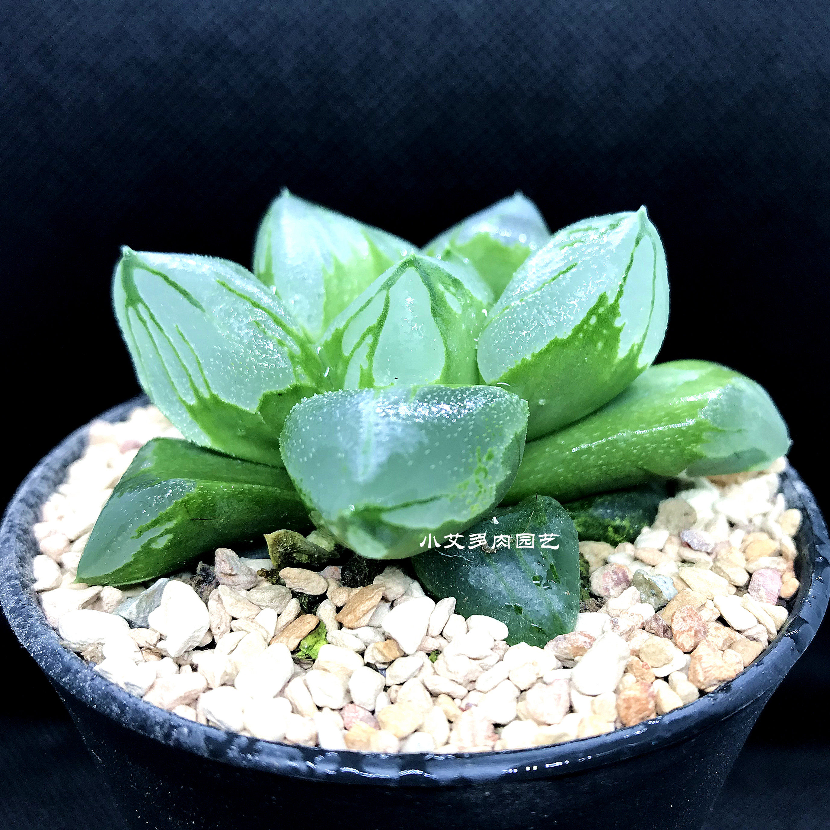 精品十二冰城寿背三杰透亮背窗易养多植物一物多肉植物