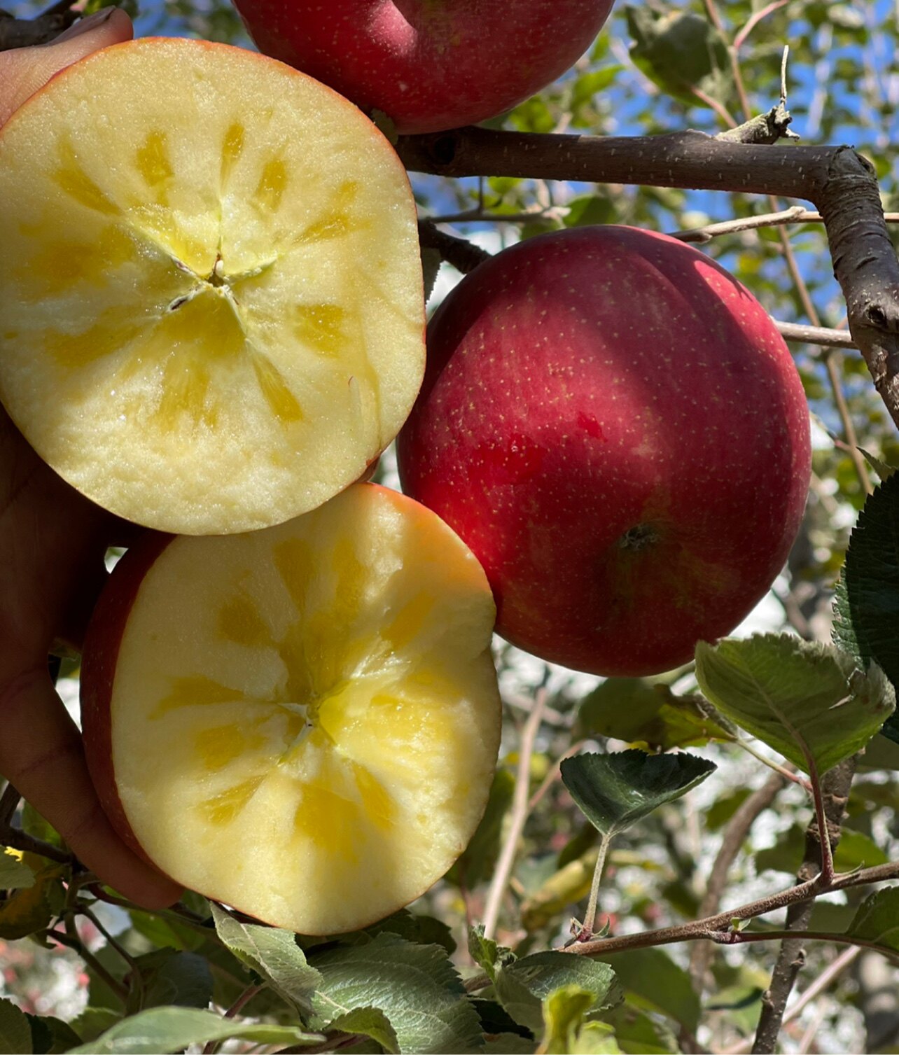绿色种植云南昭通高原红美苹果冰糖糖心天然自然苹果