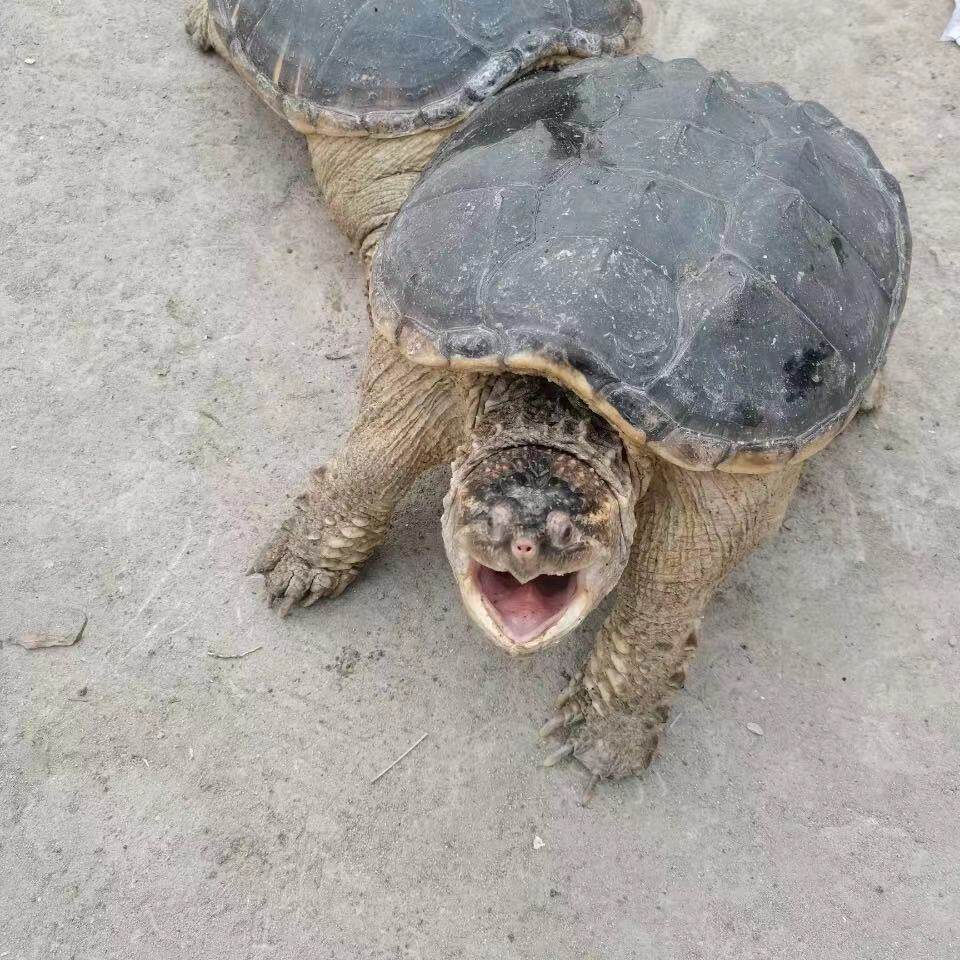 乌龟鳄鱼龟肉龟大巨型佛鳄活体冷水小鳄观赏龟