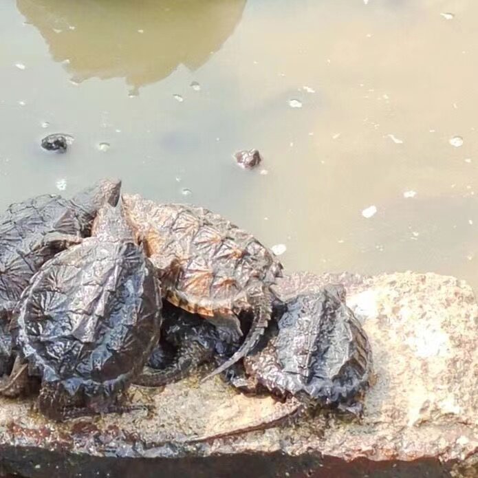 乌龟鳄鱼龟肉龟大巨型佛鳄活体冷水小鳄观赏龟