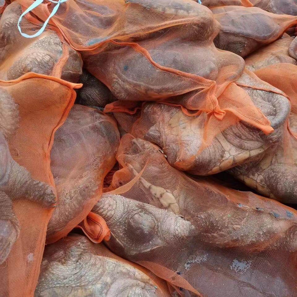 乌龟鳄鱼龟肉龟大巨型佛鳄活体冷水小鳄观赏龟