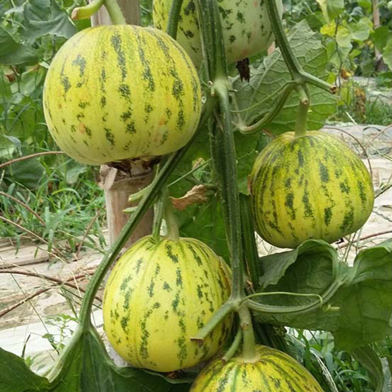 种子水果蔬菜花皮豹点特色甜瓜香瓜子粒尔田蔬菜种子