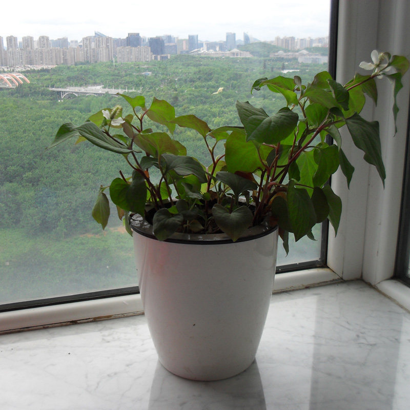 耳根根种折种籽2斤新鲜种根装包鱼腥盆栽贵州绿植