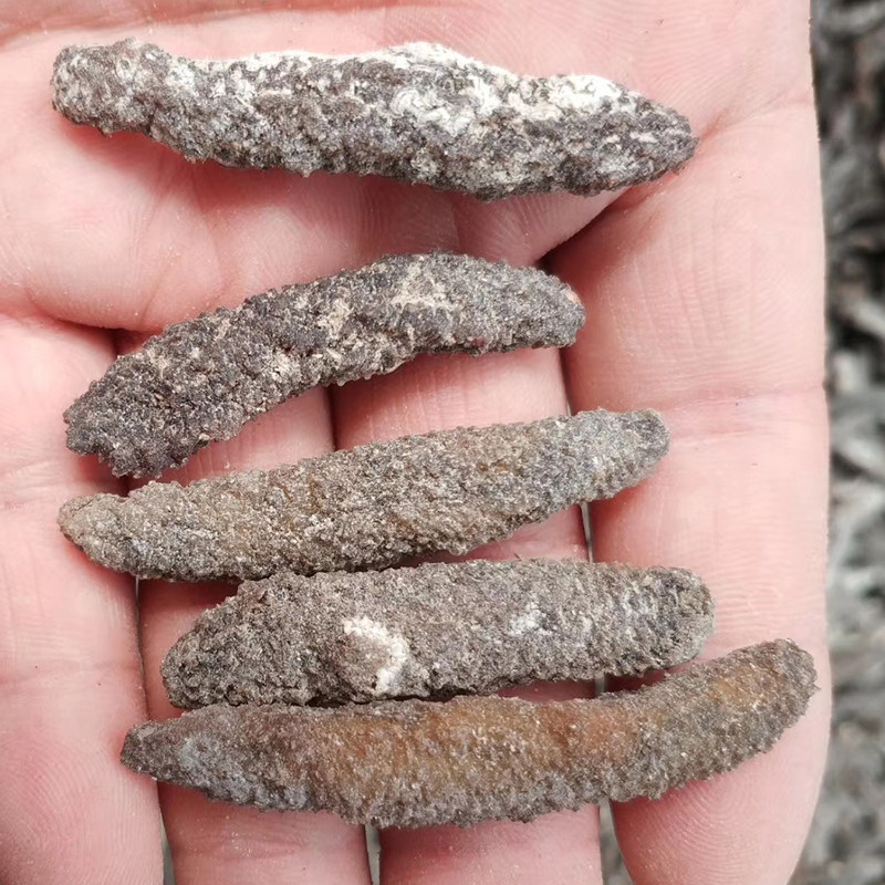 进口野生小米刺参淡干沙参新鲜无盐深海滋补海参