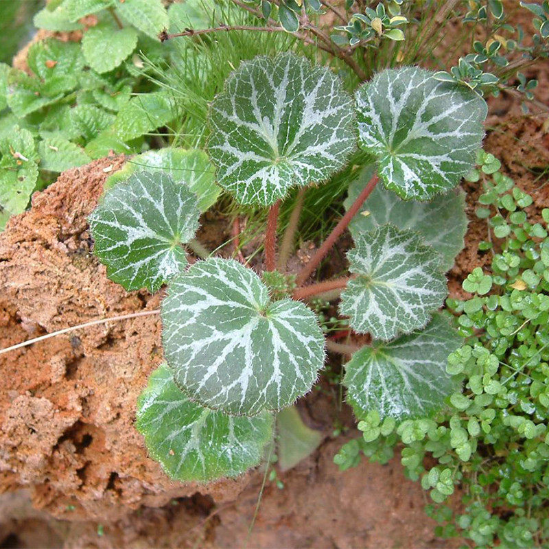 虎耳苗吊假山石假山吸水金钱荷叶金丝植物盆栽绿植