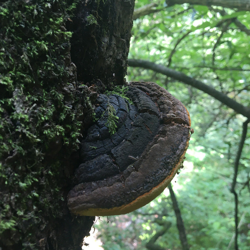 神农架天然野生桑树桑黄灵芝每一个都是深山采摘 250g包邮全干货