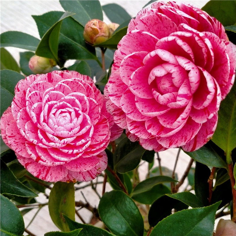 精品彩赤丹茶花树苗庭院阳台盆栽花卉变异稀有品种室内外易养绿植