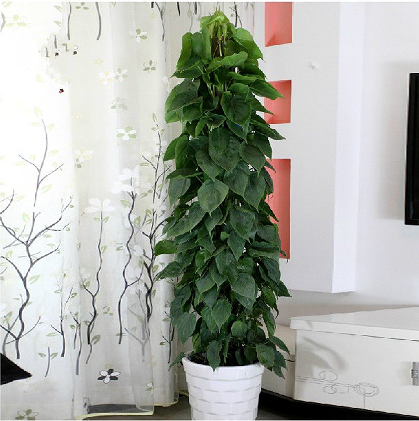 大叶绿萝室内客厅办公室大型盆栽植物绿植盆景心叶绿萝装修吸甲醛