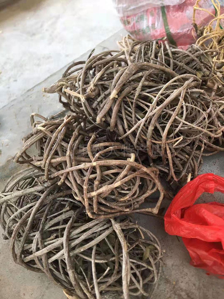 野生福建干货春根藤香藤过山香穿根藤伸筋藤瓜子其他药食同源食品