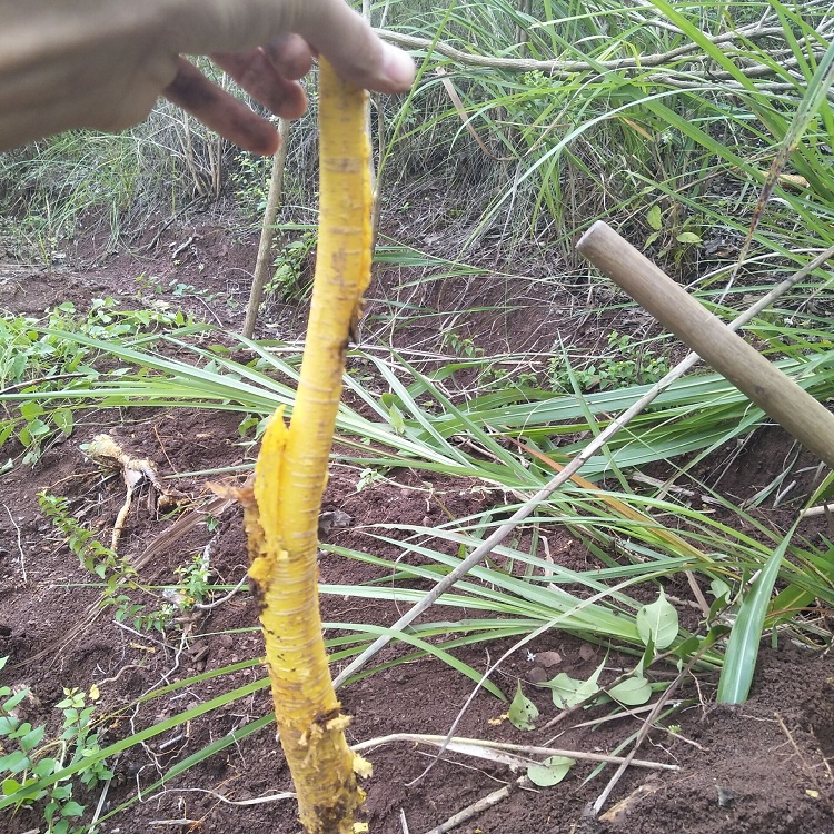 黄蛇退壳植物的别名图片