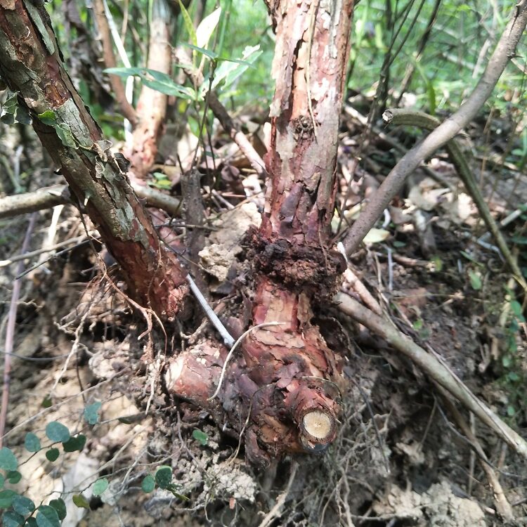 粤北根黄500g梨子根刺刺榆茶瓶罐子新鲜根糖其他药食同源食品