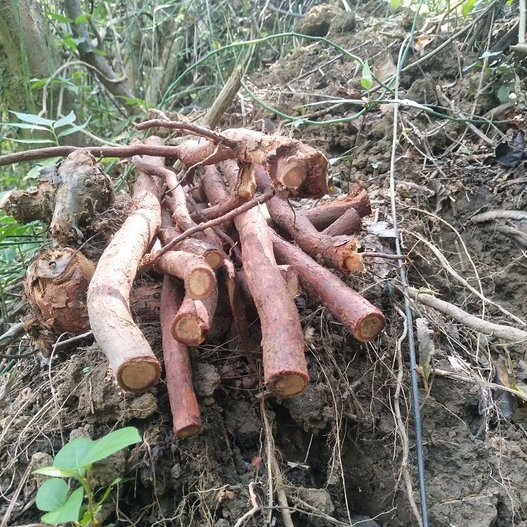 粤北根黄500g梨子根刺刺榆茶瓶罐子新鲜根糖其他药食同源食品