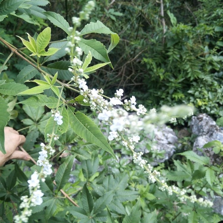 新鲜现采野黄荆生布惊中草药黄荆根黄荆枝叶蚊烟其他药食同源食品