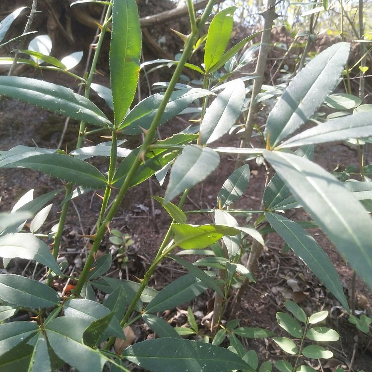 粤北现挖新鲜两面针中药材山花椒新鲜现挖入地金牛双面刺山椒500g