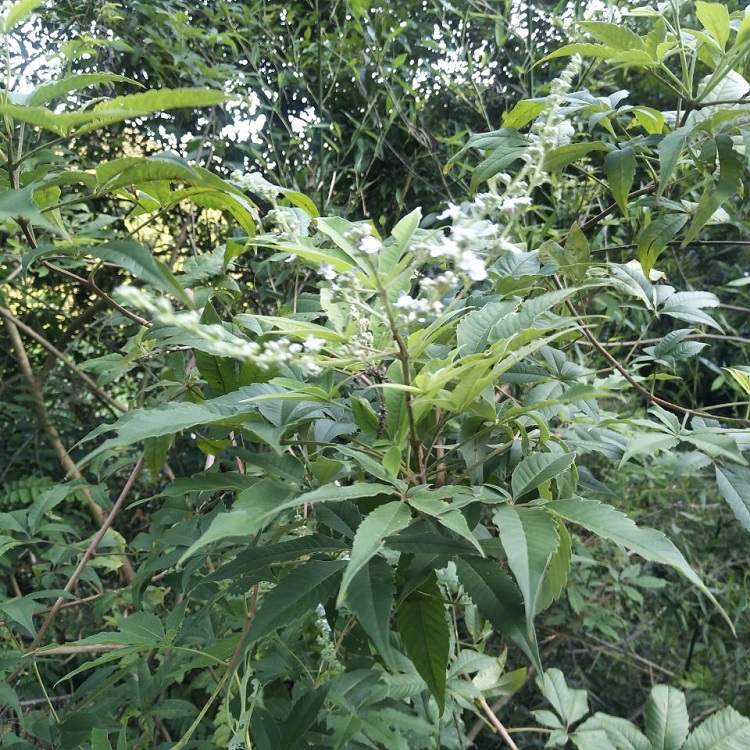 草药石黄荆图片图片