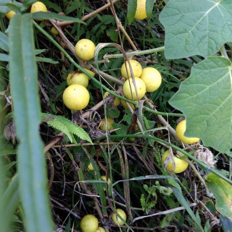 新鲜牙痛果现采黄果茄中草药牙疼250g苦果茄果其他药食同源食品