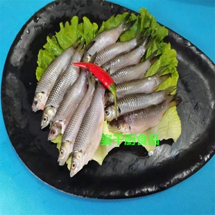 太子鱼皇帝鱼小忘不了鱼冷冻水产鲜活新鲜现杀去内脏小河鲜山根鱼