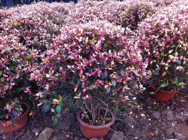 花卉绿化庭院别墅朱槿花叶扶桑绿植叶扶桑大红花时令草本花卉