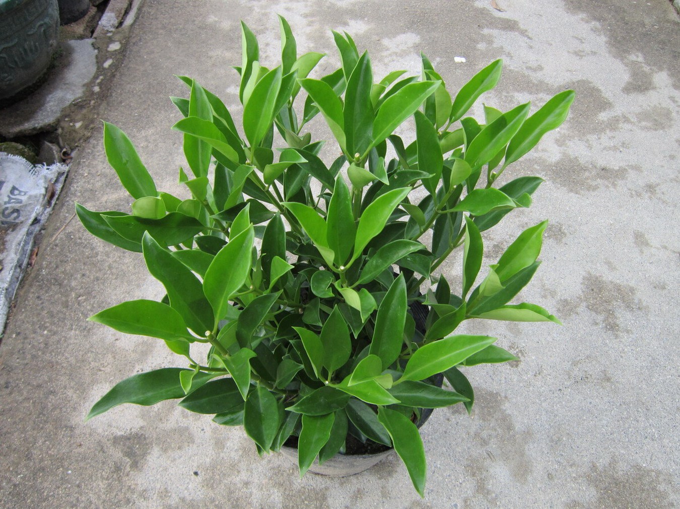 非洲茉莉盆栽小苗四季常青高档绿植征地花卉绿植