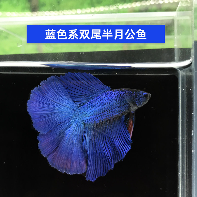 泰国斗鱼活体双尾半月公母繁殖配对小型热带鱼