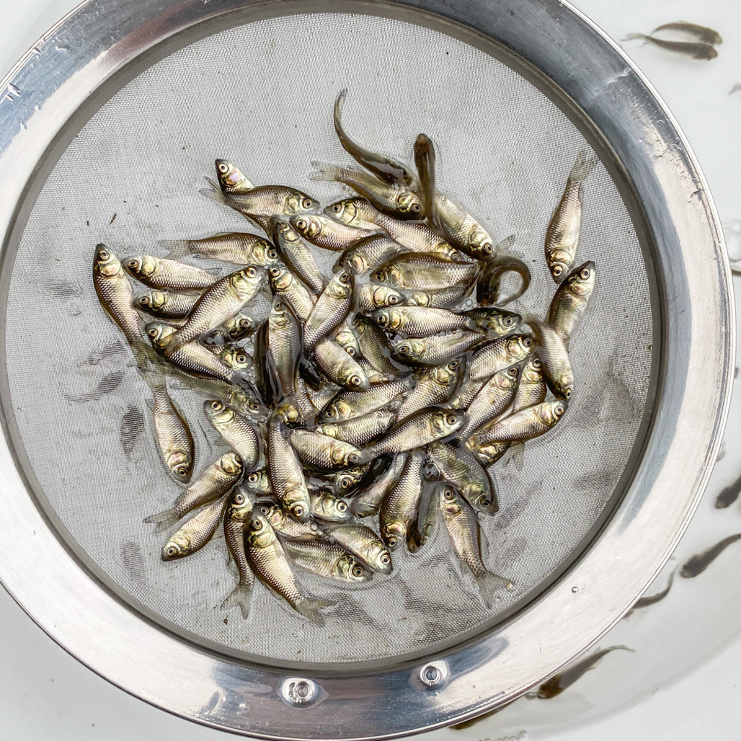 鲫鱼鱼苗优质中科五号工程湘云高背淡水养殖鱼