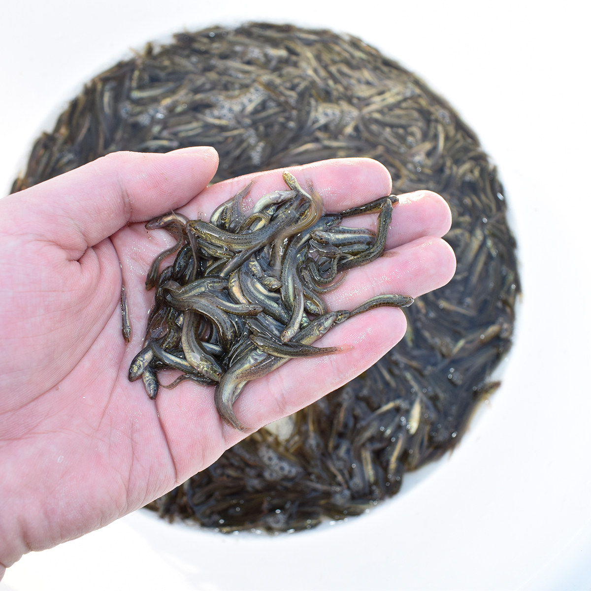 泥鳅苗台湾泥鳅苗活体饲料鱼泥鳅活体饲料鲫鱼苗鲤鱼鱼活体饲料鱼