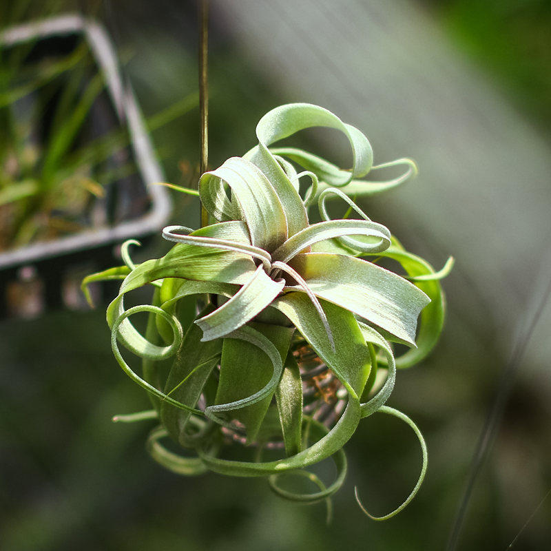 空气凤梨限量上新精选卷叶长叶花卷室内绿植花卉空凤来仪