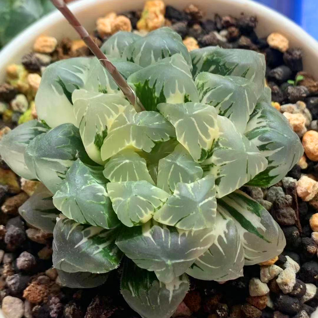 广濑玉露锦瓦十二一物一拍多肉植物冰灯omob1多肉植物