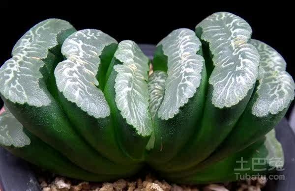 北斋终极蓝广重白日梦白瓷写乐玉扇 多肉植物十二卷新品38元包