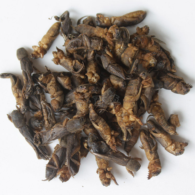 新货土狗地狗精选野生蝼蝈拉蝗虫蛐蛐中药材蝼蛄其他药食同源食品