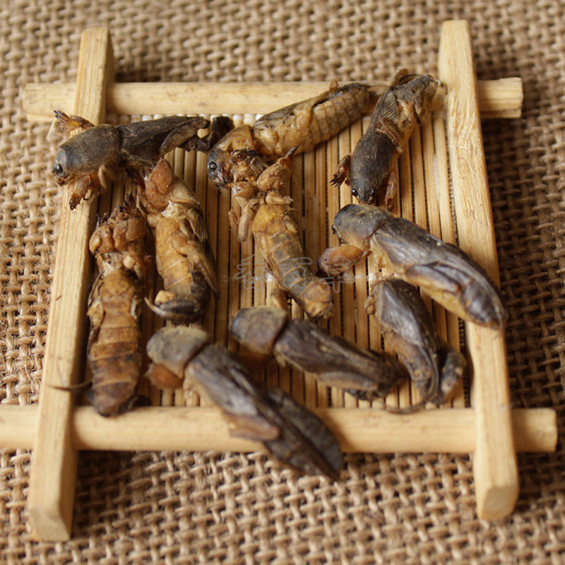 新货土狗地狗精选野生蝼蝈拉蝗虫蛐蛐中药材蝼蛄其他药食同源食品