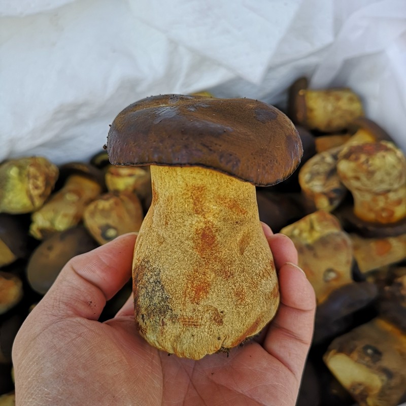 新鲜黑牛肝菌 1斤装云南特产香味足酒店用空运一天到正品保障菌菇