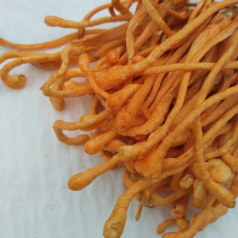 虫草新鲜2斤鲜货正品特级孢子头北金虫草菇香菇类