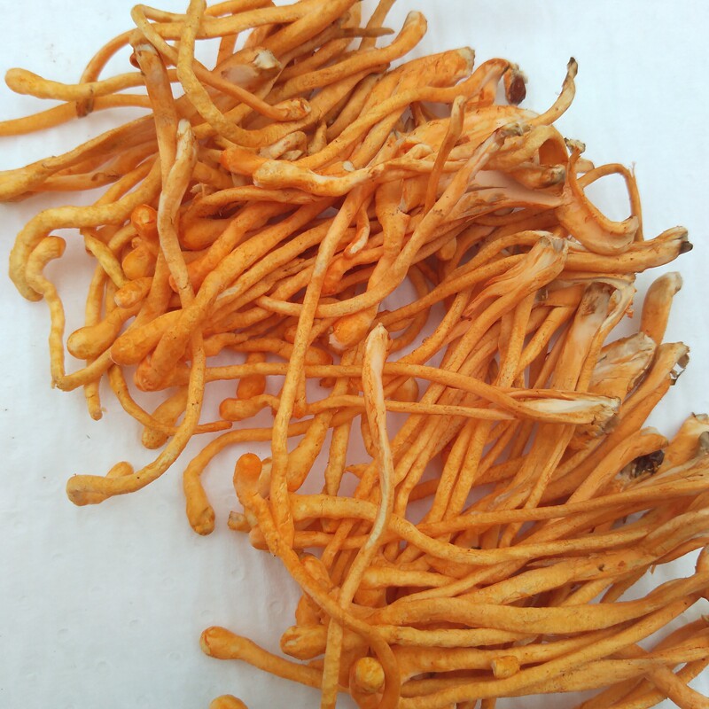 虫草新鲜2斤鲜货正品特级孢子头北金虫草菇香菇类