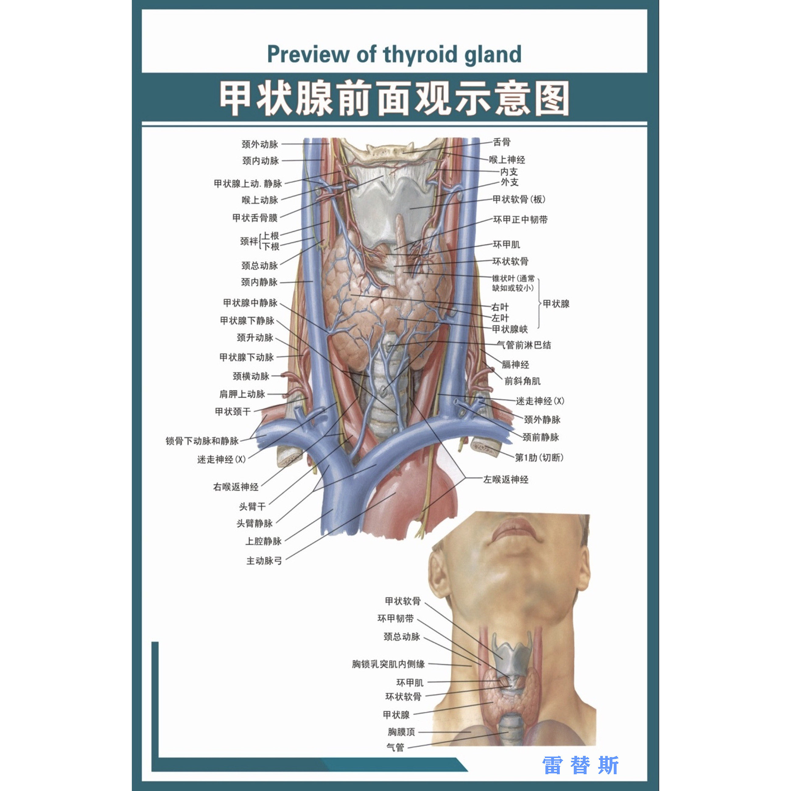 解剖医院医学挂图甲状腺示意图后面观海报定制人体写真