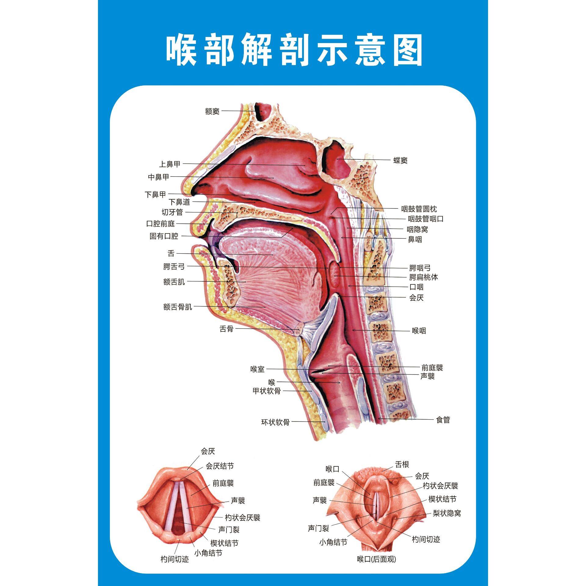 耳鼻喉解剖示意图医院挂图人体经络穴位位图中医写真