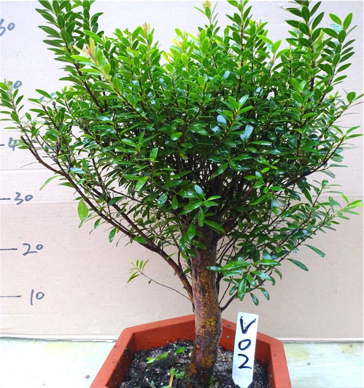 小叶赤楠盆栽四季常青室内盆景瓜子三叶叶红大型绿植