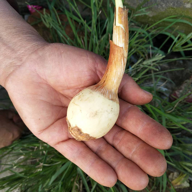蔬菜云南白茨菰5斤包邮新鲜慈姑燕尾野生茨菇其它