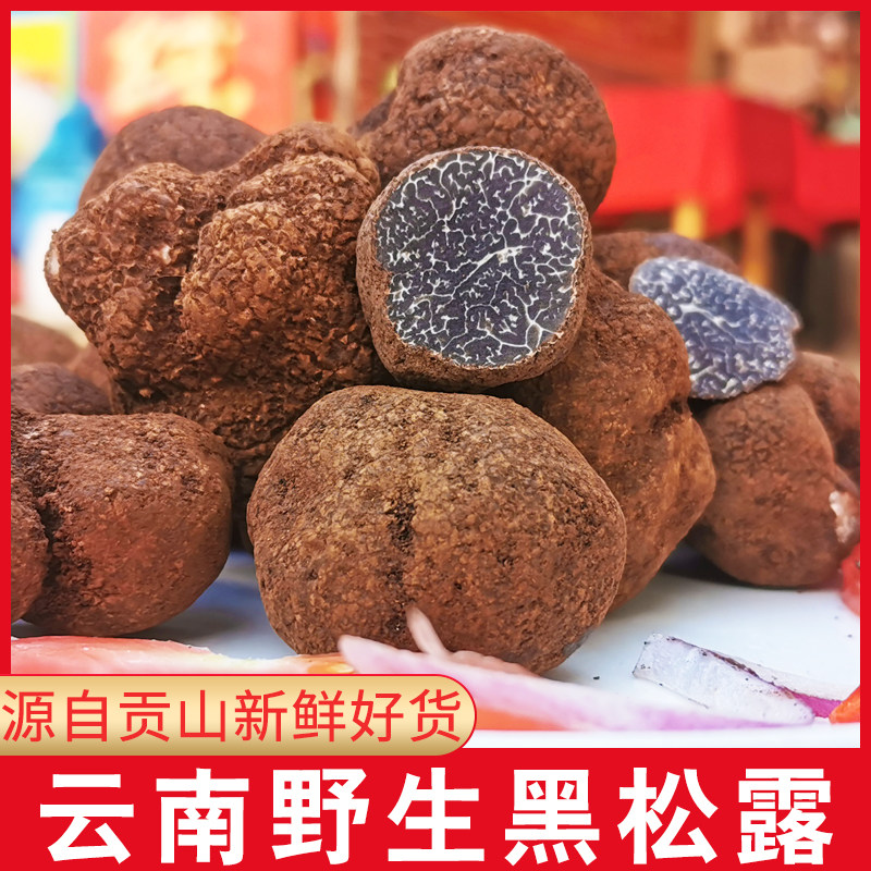 野生新鲜黑松露菌云南特产正品公块猪拱1-2cm新鲜松茸