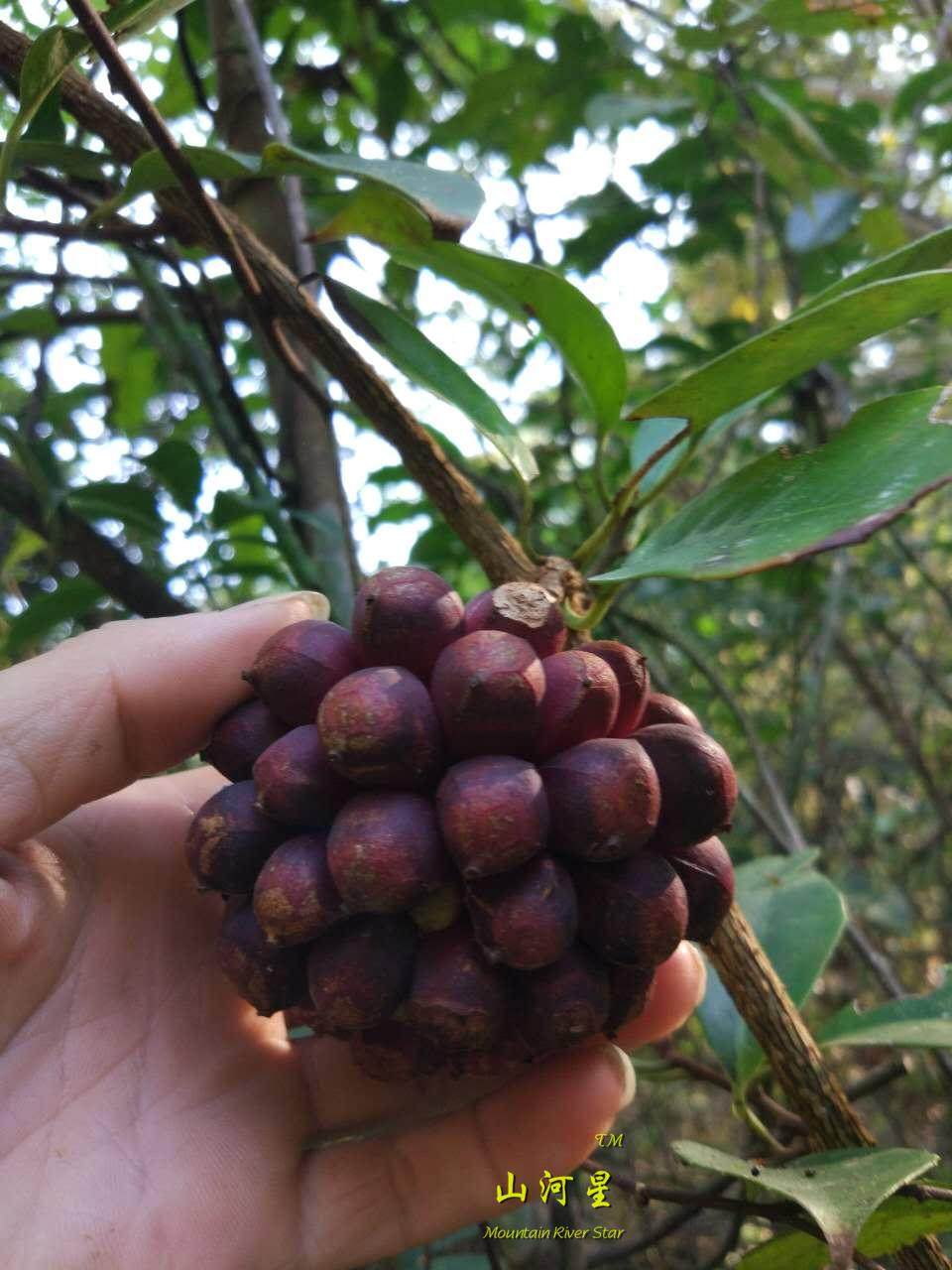 新鲜生态水果野草老虎虎牛大力力果酒饭饭团其它