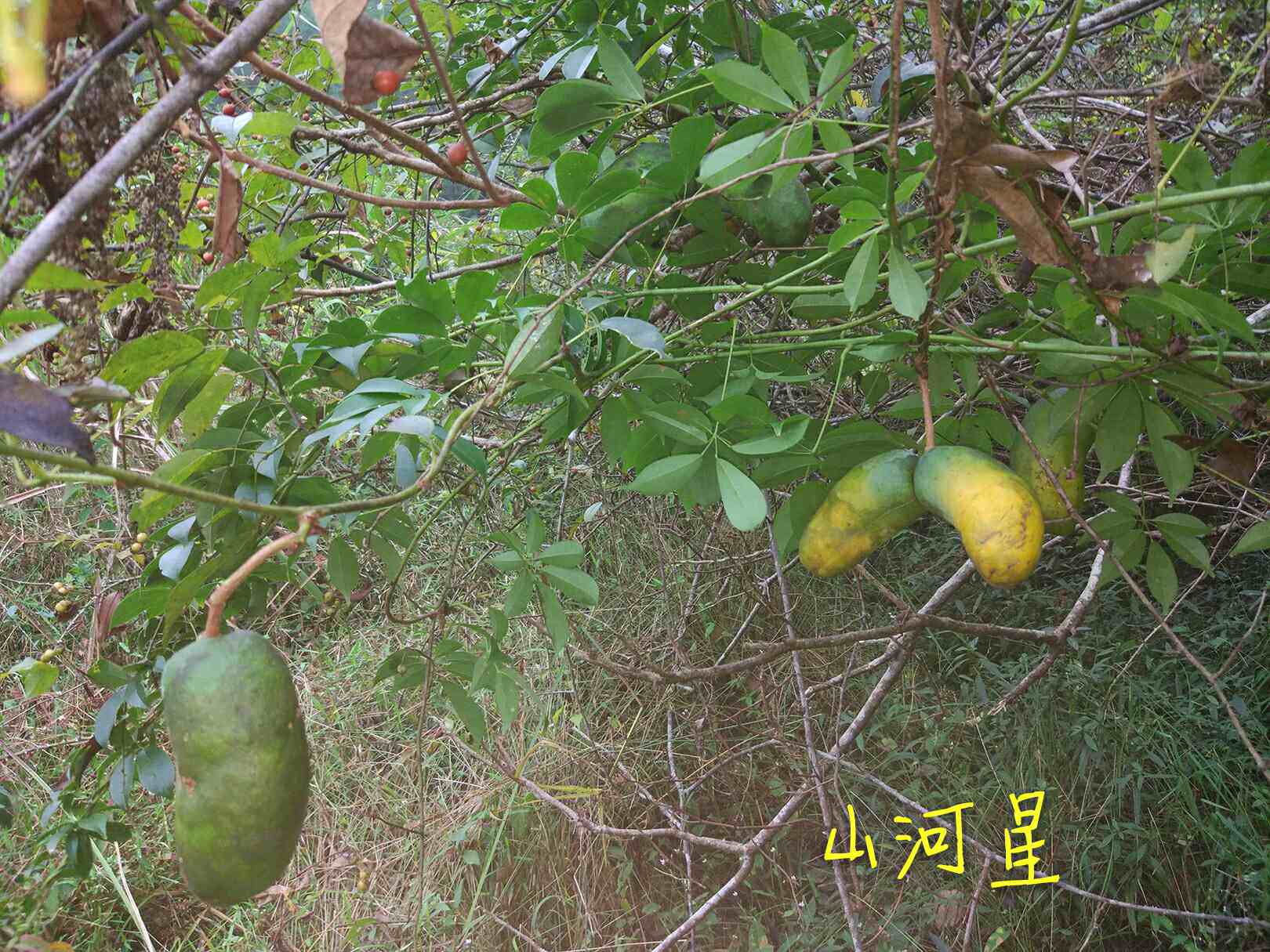 山河星野果新鲜牛卵果奇异奇怪少见没见过不常见的稀少的特殊水果